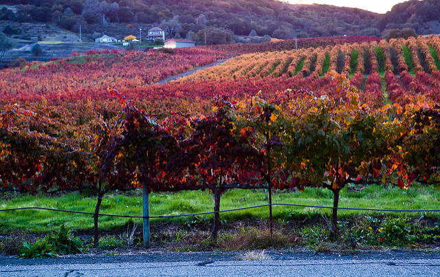 BEST TIPS FOR YOUR FIRST WINE TOUR